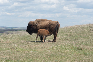 Bison and calf