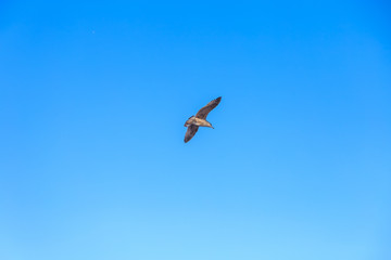 gulls flying against the blue sky
