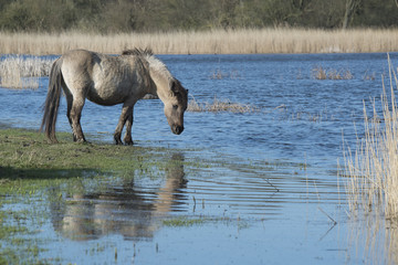 wild horse in the netherlands