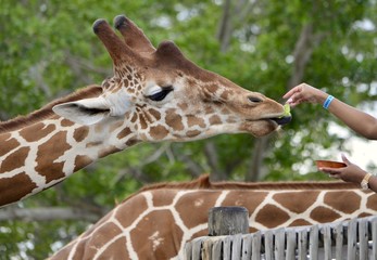 Fototapeta premium A female giraffe snacking on a piece of lettuce being hand fed to her by a visitor to an outdoor African animal exhibit at a southeastern florida zoo.