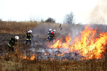 Fototapeta premium Guard during fire fighting on dry meadows.