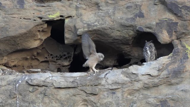 California Great Horned Owlet flaps wings in cliff cave nest as Mother Owl watches.  Shot in the Santa Susana Pass area of the west San Fernando Valley area in Los Angeles.  