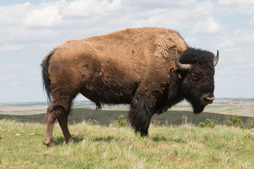 Buffalo in the wild