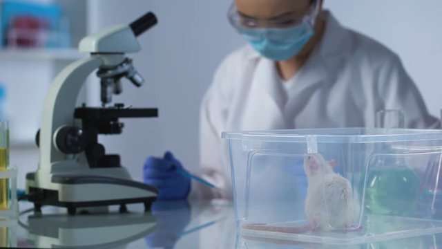Test rat in plastic box on laboratory table, scientist working with microscope