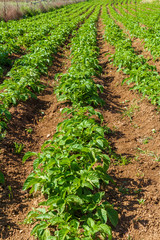 Fototapeta na wymiar Rows of healthy potatoes plants in the field. Agriculture, food production concept
