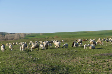 sheep and lambs grazing in the pasture,
