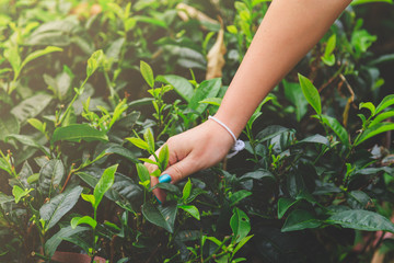 female hand collects green leaf Ceylon tea