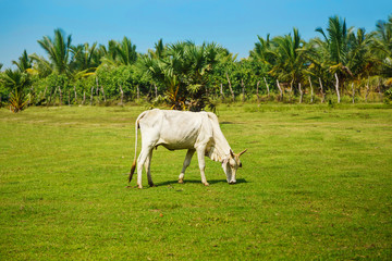 Fototapeta premium white cow stands on a green meadow with palm trees