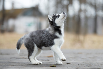 Cute puppy Siberian husky black and white on the ground © vivienstock