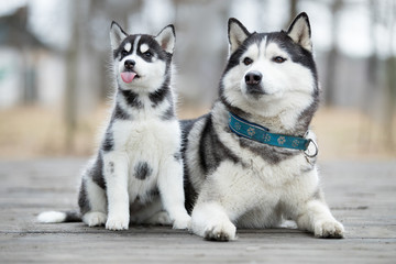 Portrait of the female husky with puppy at autumn time © vivienstock