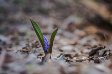 Blue flowers of the Scilla Squill blooming in April. Bright spring flower of Scilla Bifolia closeup