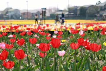 Papier Peint photo Lavable Tulipe チューリップ畑（東京都羽村市）