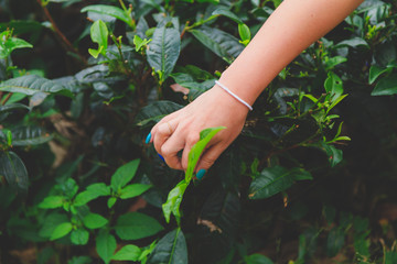 female hand collects green leaf Ceylon tea