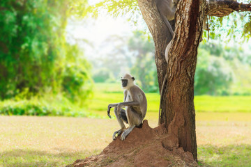 gray monkey in the jungle sitting under a tree