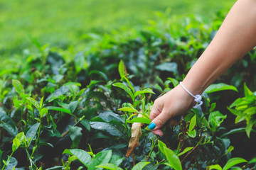 Naklejka na ściany i meble female hand collects green leaf Ceylon tea