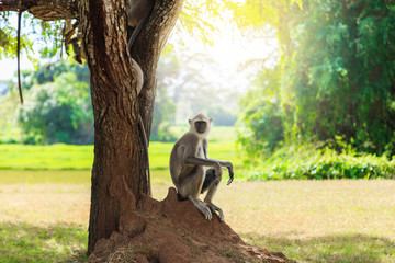 gray monkey in the jungle sitting under a tree