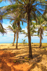green palm trees and sand growing on the ocean