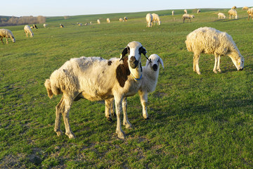 Fototapeta premium sheep and lambs grazing in the pasture, 