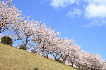 東伊豆クロスカントリーコースの桜並木