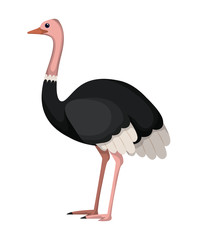 wild ostrich australian bird