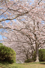 東伊豆クロスカントリーコースの桜並木