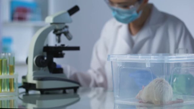 Female scientist working cancer medication in laboratory, animal treatment test