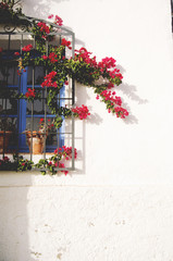 white facade with blue window surrounded by plants on a mediterranean street
