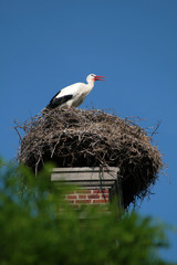 cigogne sur son nid sur une cheminée