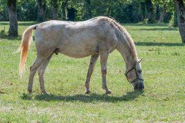 Słowenia  - 21 sierpnia 2017: Koń lipicański w sierpniowy, słoneczny dzień