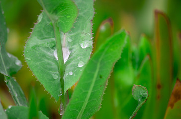 Fototapeta na wymiar abstract backdrops drop detail forest green leaf rain