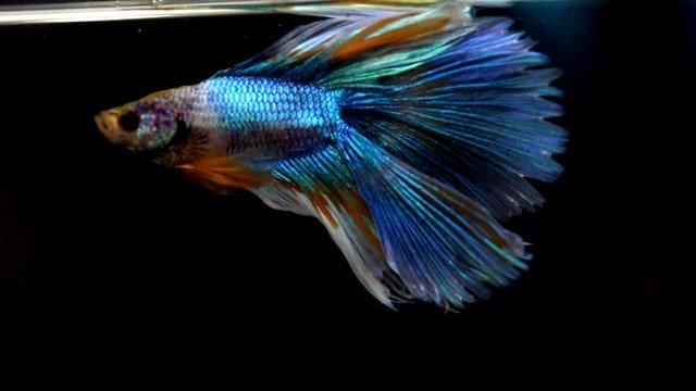 Colorful betta fish, The Siamese fighting fish (Betta splendens)