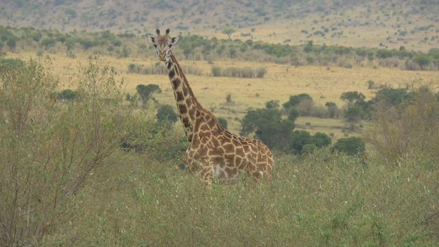 Giraffe standing in Maasai Mara National Reserve
