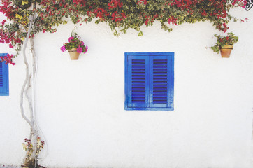 white facade with blue window surrounded by plants on a mediterranean street  