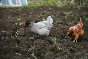 Poule grise et rousse au jardin © X. BEGUET- Panorama 