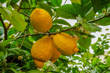 limón en su árbol limonero