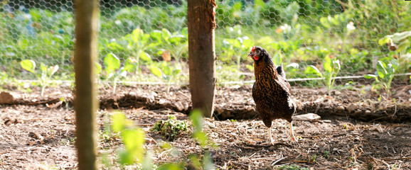 Poule au poulailler © X. BEGUET- Panorama 