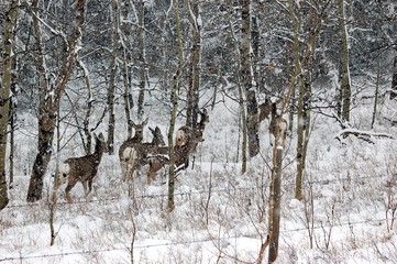 Mule Deer in Alberta Winter