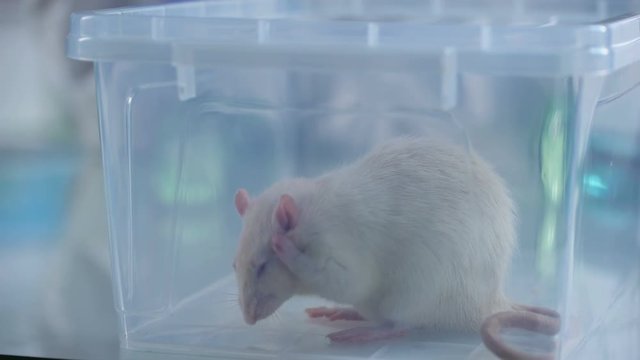 Adorable white rat plastic box, veterinary clinic service, scientific experiment