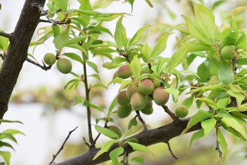 Fruits of japanese apricot