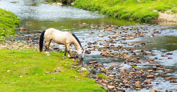 Cavalo bebendo água no rio