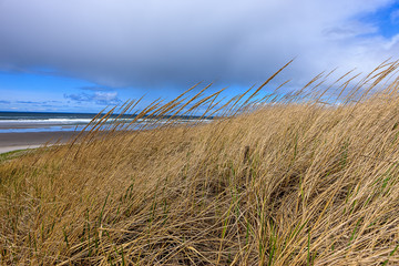 Wind blown grass by the ocean.