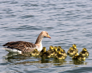 Graugansfamilie © meyerfranzgisela