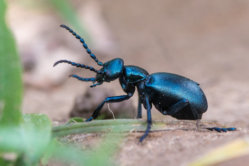 Black oil beetle (Meloe proscarabaeus) female in profile. European beetle in the family Meloidae, a nest parasite of solitary bees