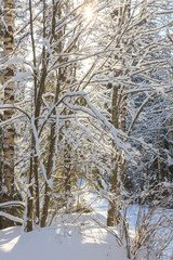 Snowy forest at sunny winter day in Finland