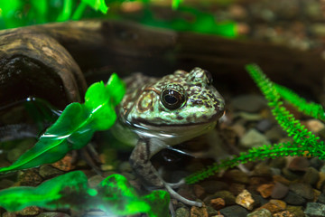 Bullfrog, Rana Lithobates  catesbeiana in water. American.