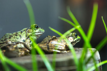 Bullfrog, Rana Lithobates  catesbeiana in water. American.