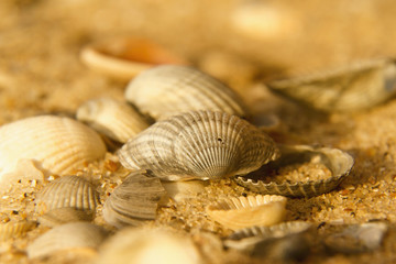 background sea shells (recreation, tourist, travel, holiday concept)