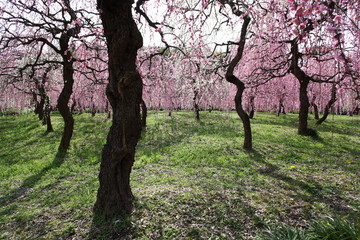 Obraz premium 名古屋市農業センターのしだれ梅