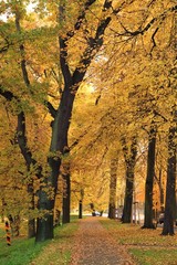 Fototapeta premium herbst, wald, baum, fall, park, natur, landschaft, baum, blatt, gelb, laub, blatt, jahreszeit, ausserhalb, orange, holz, green, holz, october, eiche, road, bahn, gold, farbe, ast