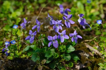 Viola grypoceras (Tachitsubosumire)
